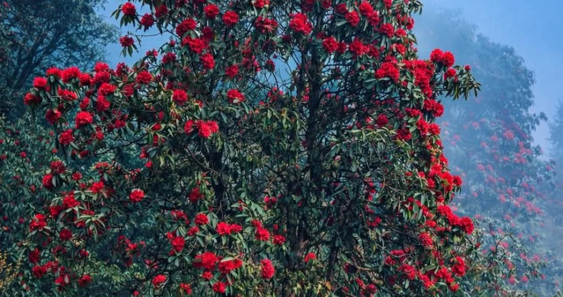 जिरीको खावा डाँडामा ढकमक्क फुल्यो लालिगुराँस