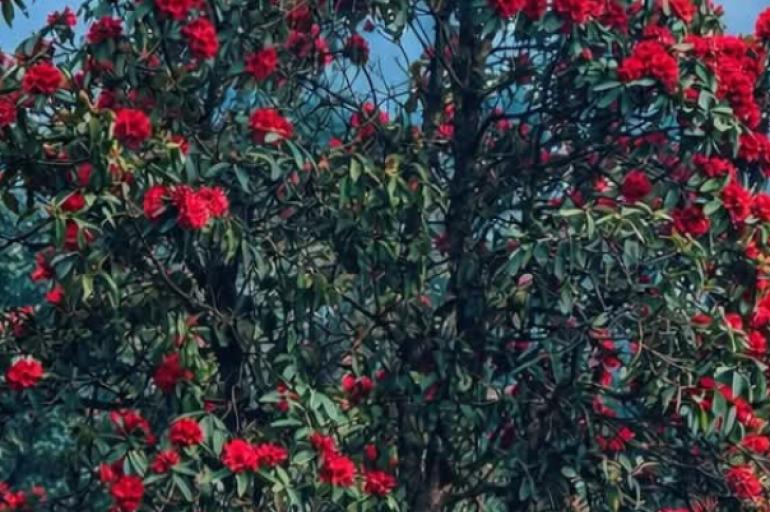 जिरीको खावा डाँडामा ढकमक्क फुल्यो लालिगुराँस