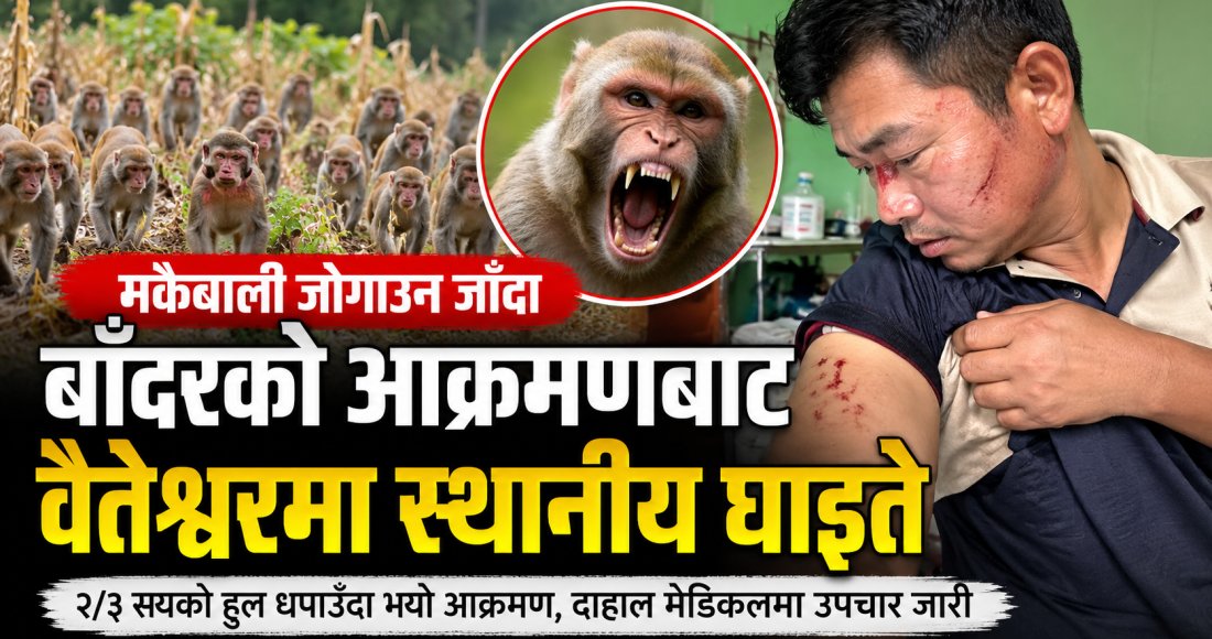 बाँदर धपाउन खोज्दा स्थानीयमाथि आक्रमण, वैतेश्वरमा एक जना घाइते