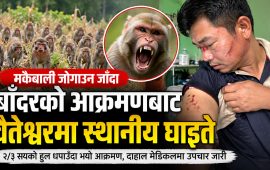 बाँदर धपाउन खोज्दा स्थानीयमाथि आक्रमण, वैतेश्वरमा एक जना घाइते