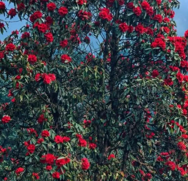 जिरीको खावा डाँडामा ढकमक्क फुल्यो लालिगुराँस